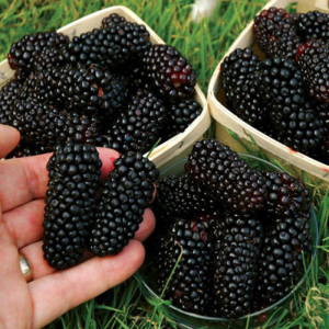 100pcs Nutritious Giant Thornless Blackbeery Seeds Antioxidant Fiber Healthful For $0.99 At Ebay.com