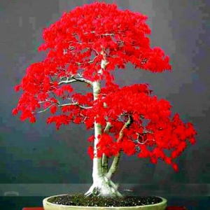 True Japanese Red Maple Bonsai Tree Seeds For $9.90 At Ebay.com